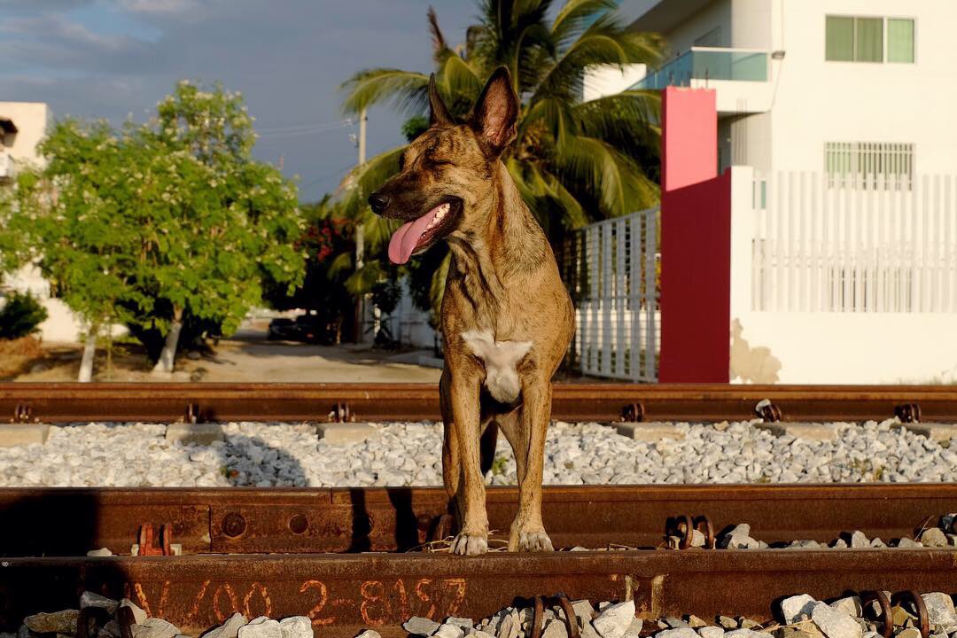 Alaz_creativa's tweet photo. Después me enteré de que este camino es peligroso, este amigo #canino apareció desde el principio y galantemente nos protegió todo el camino, ¡adoro la inteligencia de los #animales! Definitivamente un buen #perro guardián 💕 https://t.co/lZyTvkqo2T