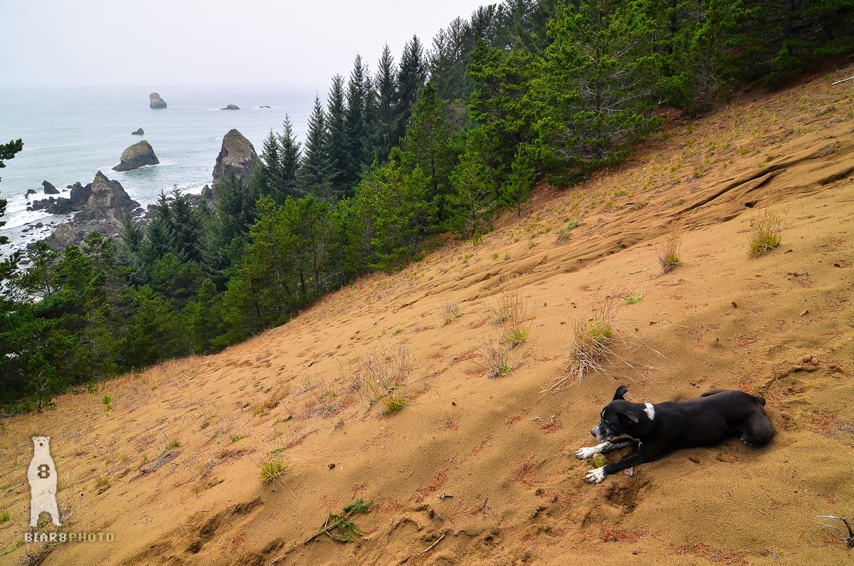 Bear8Photo's tweet photo. Ink on top of the super steep sand hill we climbed...
#oregoncoast #exploreoregon #pnw #coastal #oregonawesome #thepupnation #adventurewithdogs_ #adventurepups #dogswithnature #outdoorpups #animalexplorers #dogsthathike #hikingwithdogs https://t.co/DzARCOJfUZ