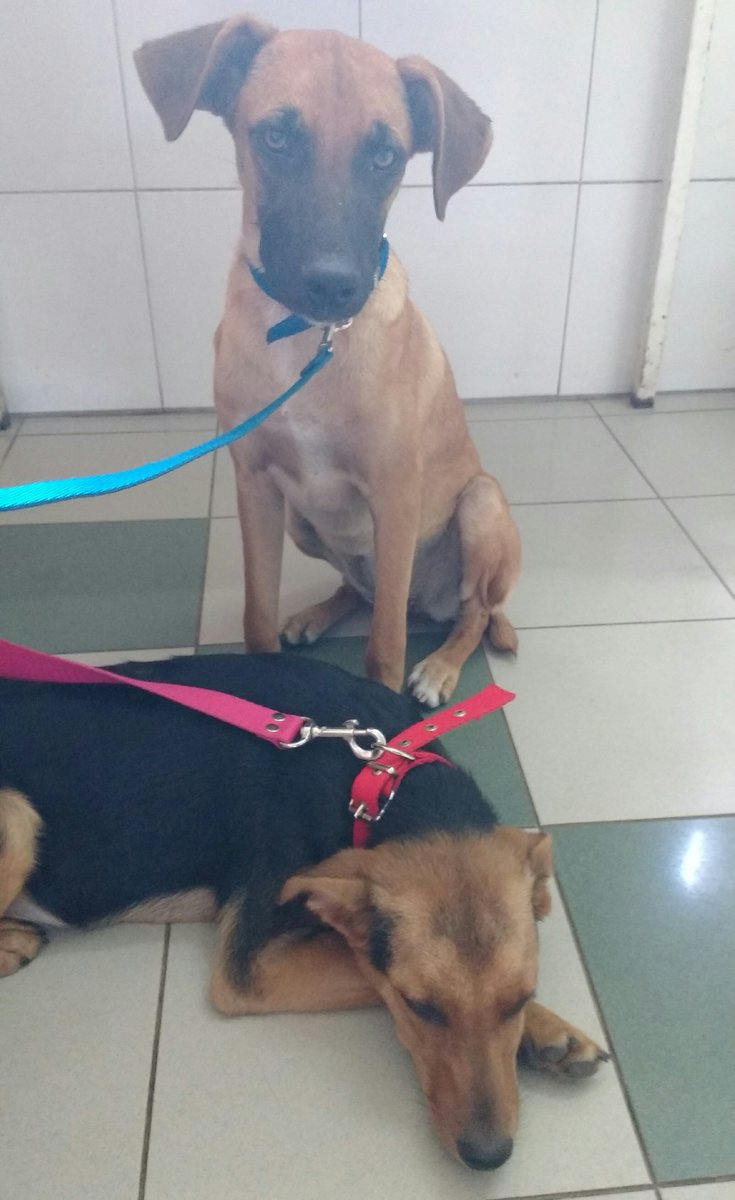 VoluntariadoJCP's tweet photo. Seguimos pidiendo difusión para estas perritas. La semana pasada castramos a dos y hoy siguieron estas 2 hermosas. Son cinco hermanitas de 8 meses aprox que necesitan familias responsables. Nos ayudan al menos con difusión? 
Contacto: 1125806172 
José C. paz/ alrededores https://t.co/1Z7dD5xwcy