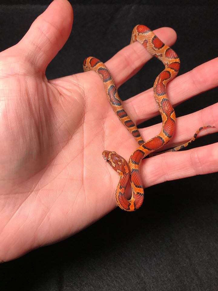 CoilCity's tweet photo. This is Kuzco, he is a baby male okeetee corn snake that we are raising up!

#snakes #snake #reptilesupershow #reptiles #Cornsnake #Weird #awesome #pets #animals #AnimalKingdom #Coilcity #coilcitysnakes #hobby #Herpetology #reptile #animal https://t.co/YRh0LKbgYK