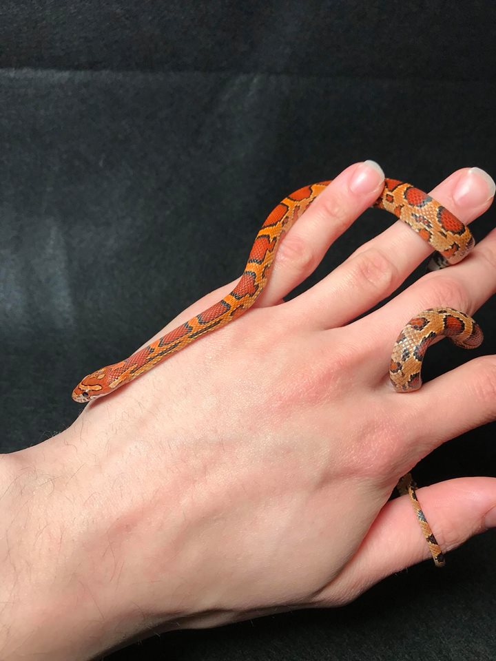 CoilCity's tweet photo. This is Kuzco, he is a baby male okeetee corn snake that we are raising up!

#snakes #snake #reptilesupershow #reptiles #Cornsnake #Weird #awesome #pets #animals #AnimalKingdom #Coilcity #coilcitysnakes #hobby #Herpetology #reptile #animal https://t.co/YRh0LKbgYK