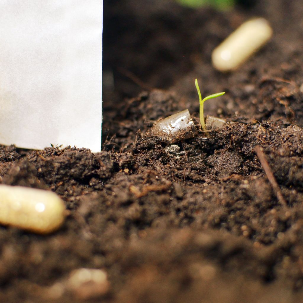 SeedbombCity's tweet photo. Nach dem Wurf entwickeln sich bereits nach 1 bis 3 Wochen die ersten Keimlinge. Perfekt auch als Give away um in blühender Erinnerung zu bleiben 🌼. Mehr auf https://t.co/fYPu5FeQry #seedpills #seedbombcity #blumen #flowers #picoftheday #flower #sprout https://t.co/z9Z6E3t2tc