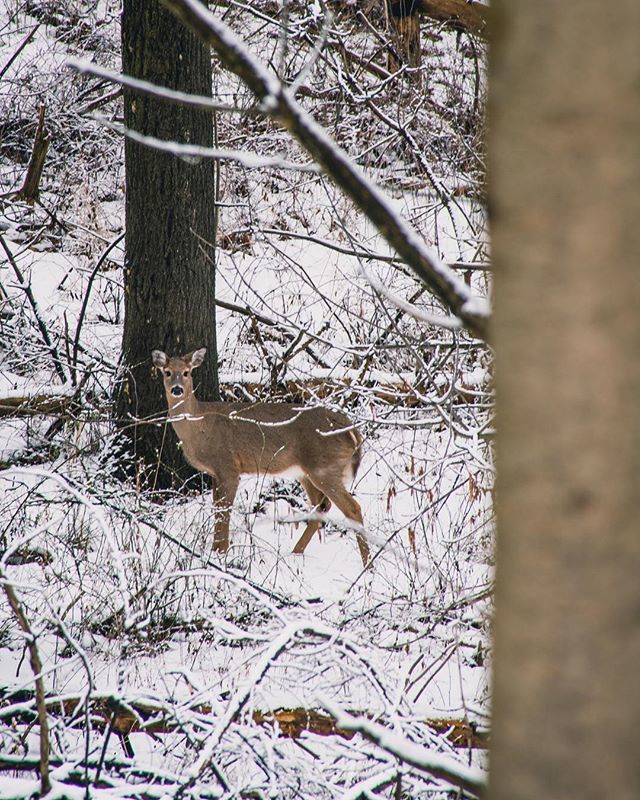 EReillyphoto's tweet photo. Why hello little fella #deer #hamont #hamiltonconservationauthority .
.
.
.
.
.
#hamilton #discoverON #hamiltonphotography #myhamilton #imagesofhamilton #hamiltonimages #hamiltonpics #hamiltonlife #streetsofhamilton #hamiltonphotographer #nikon #nikonpho… https://t.co/FM8PFqhMj1 https://t.co/F4FEqoVx3I
