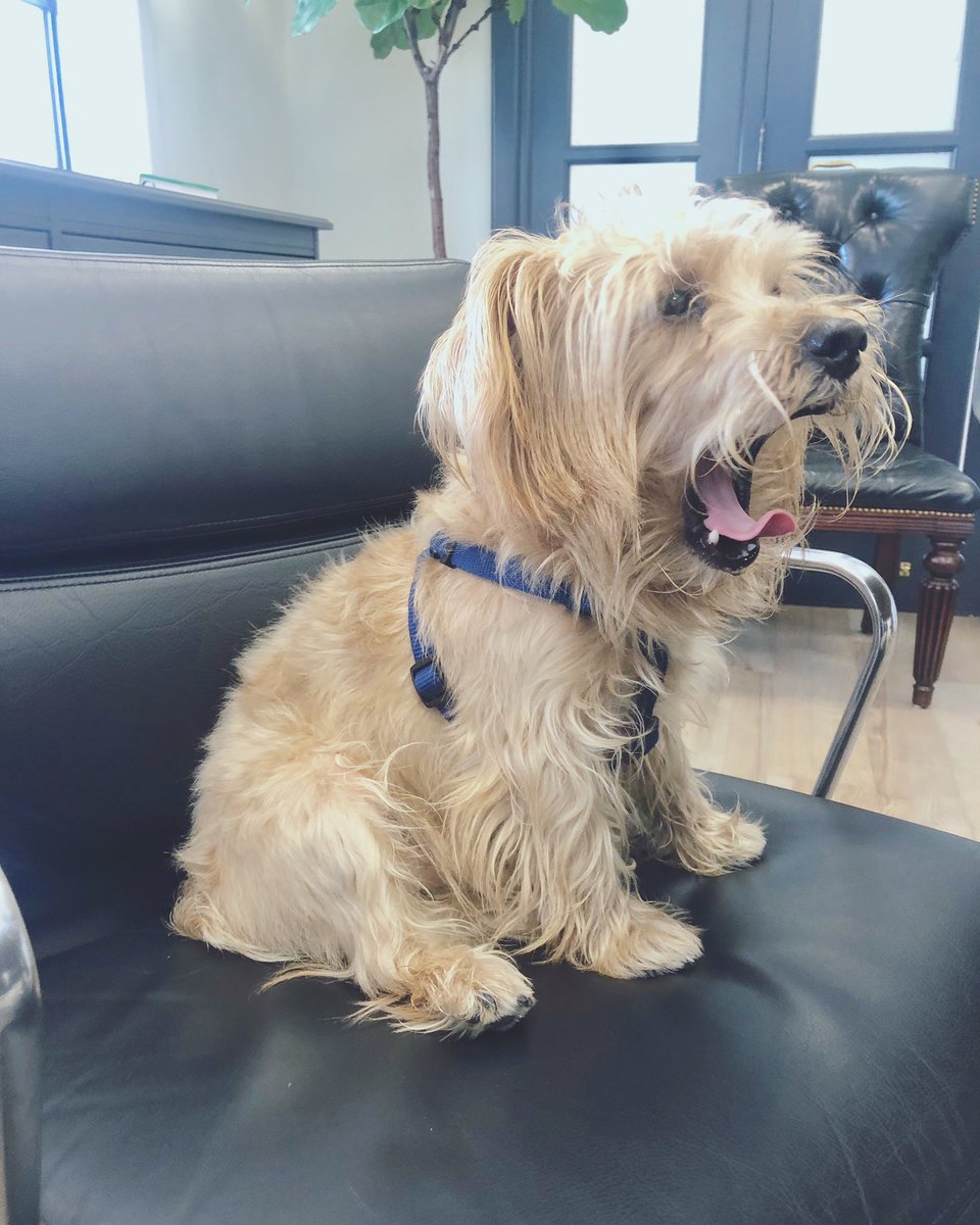 THR33FOLD's tweet photo. Is it Friday yet? 😴
#FoldFam #TheFold #HappyPupHappyOffice #FuelProgress #JoinTheFold https://t.co/fWbNJ9H441