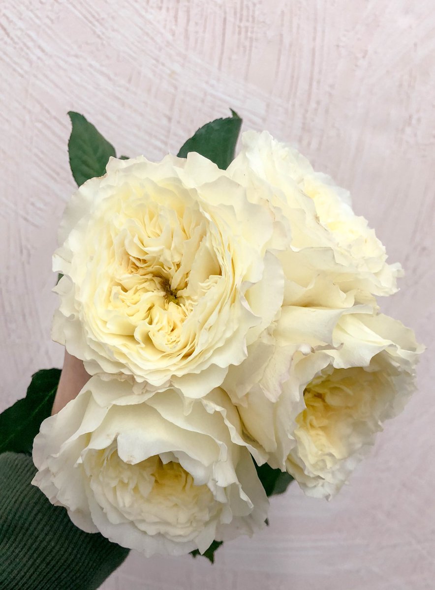 DVFlora tweet media