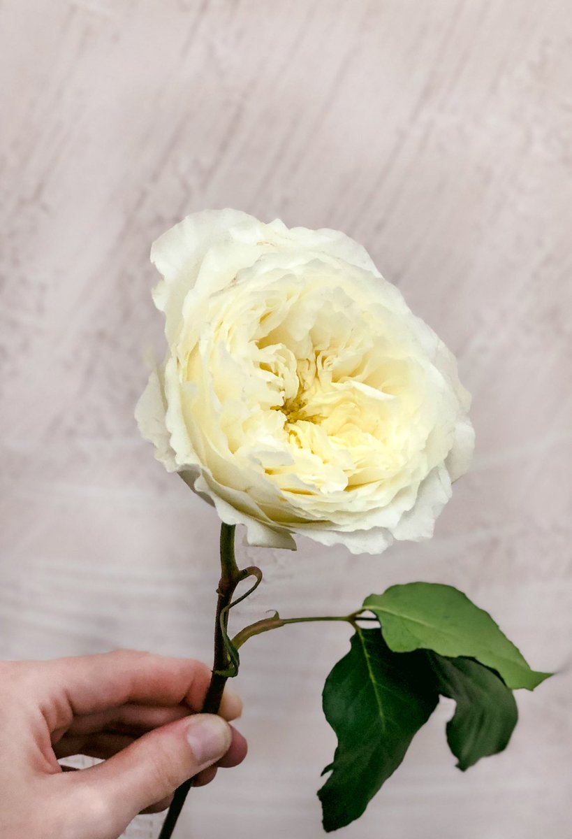 DVFlora tweet media
