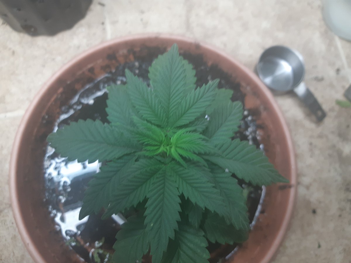 skyline_king88's tweet photo. Solo Cup Steem OG update - Final update Before.... — Smoke https://t.co/YMWb4loQdN

have you signed up checking out all the solo cup's we got going over on https://t.co/ZAgr6celG6.
#cannabis #cannabiscommunity #cannabisculture #smokenetwork @SMOKE_io #worldlegalization https://t.co/hgkXZgxapF