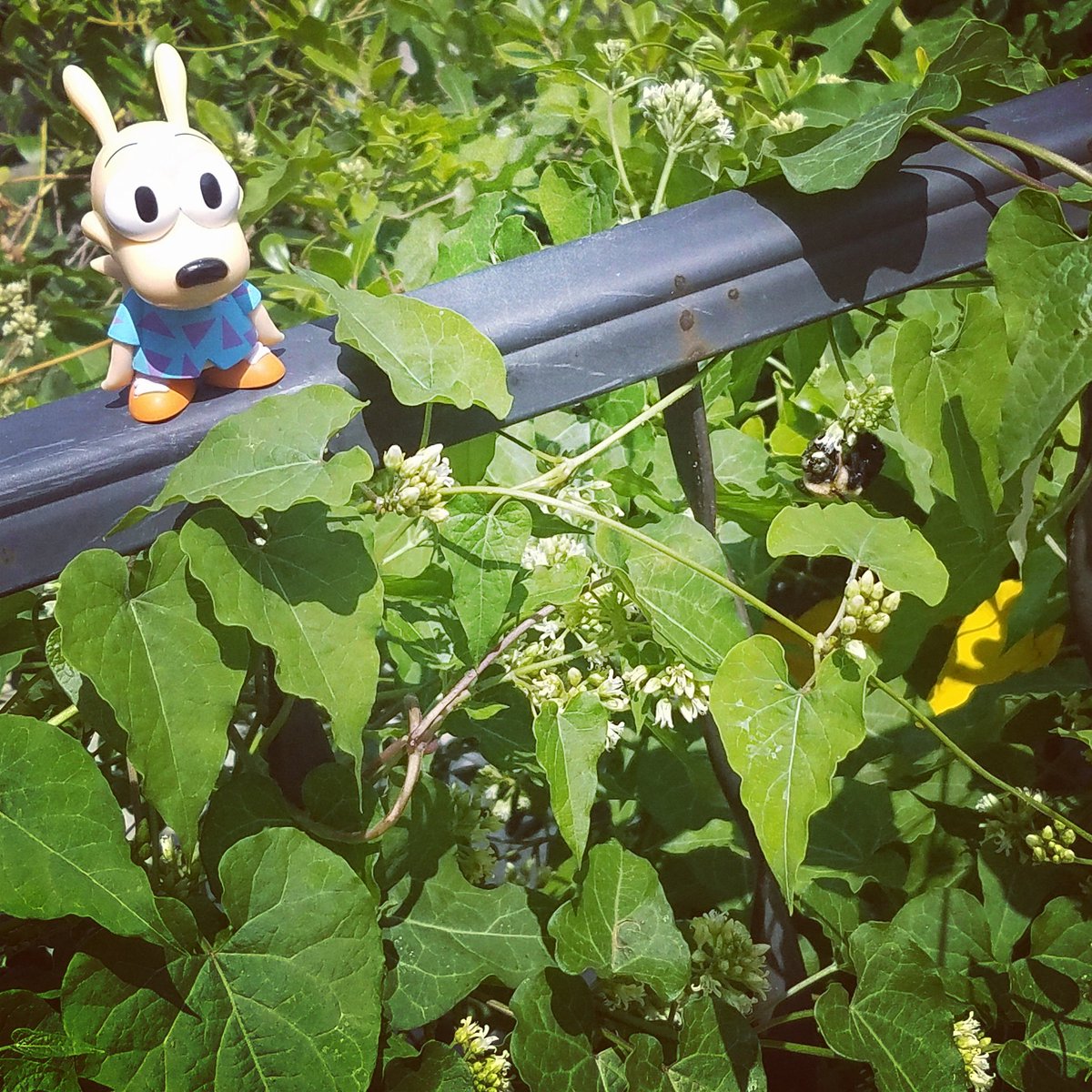 chesypoof's tweet photo. Spunk.... Beeeeee!
#rocko #rockosmodernlife #rockos #mysteryminis #vinylfigure #toyphotography #toyphoto #toy #toyography #funko #originalfunko #funkophotography #funkogram #funkography #epictoyart #toycrewbuddies #toystagram #nickelodeon #bee #bees #nashville #Tennessee https://t.co/JWN5bwPmcA