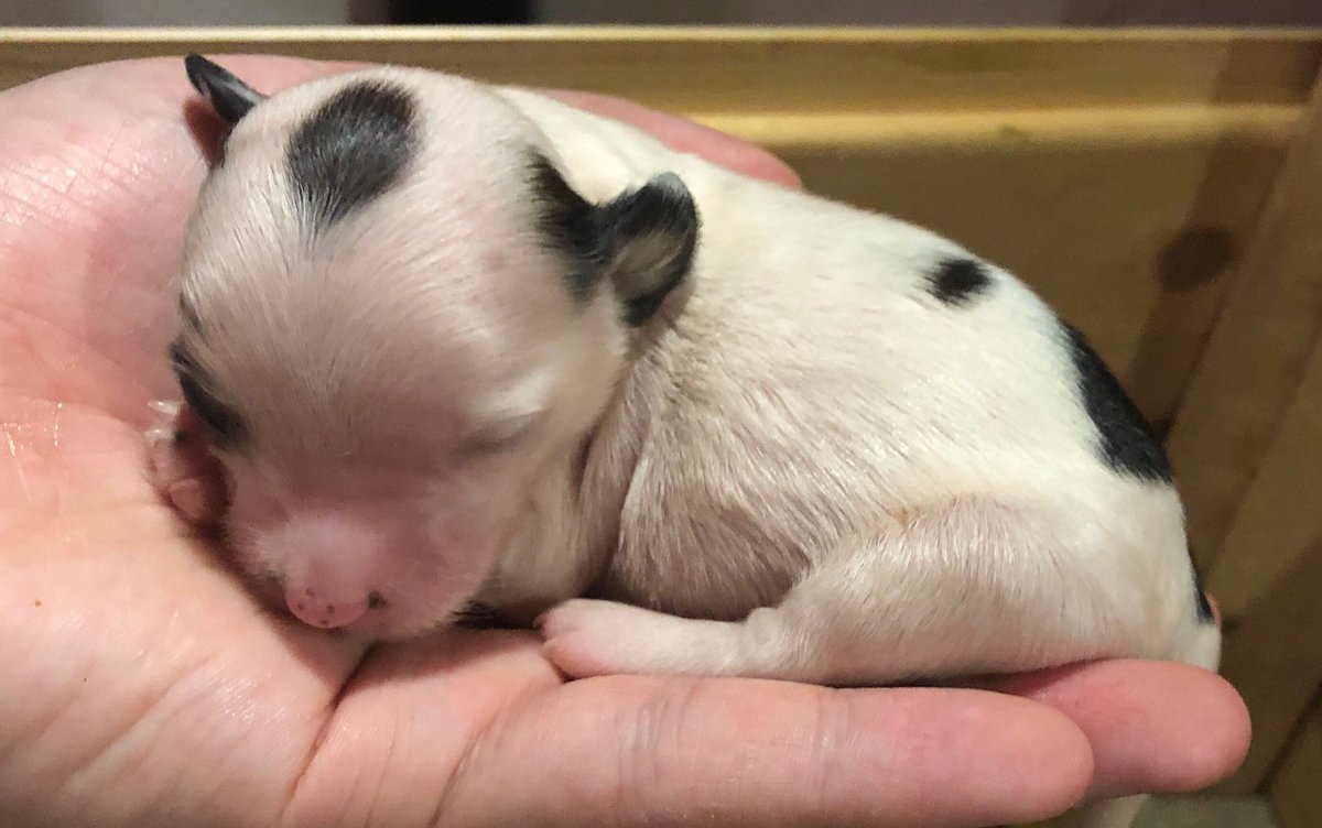 Joni Hasanen tweet media