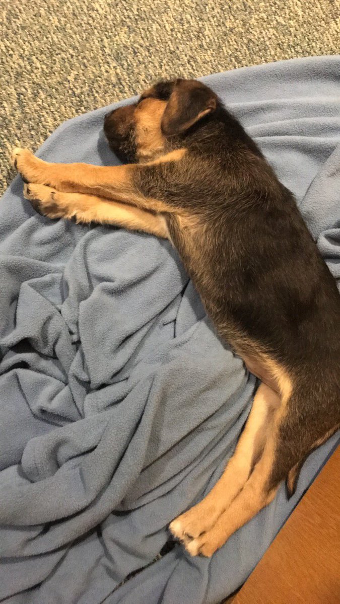 cbbwvteacher's tweet photo. I found this poor baby crying outside a door at school today. We got him warmed up & fed & contacted #operationunderdog. They were able to find someone to come pick him up to try to find him a good home. @dog_feelings https://t.co/DYlw4hlqO1