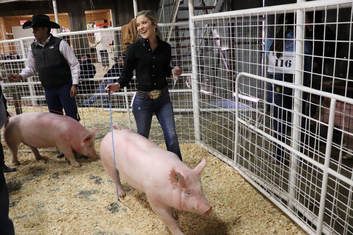 NISD's tweet photo. #ThisIsNorthside- Thursday is 🐷 day at the Gerlach Livestock Show! Here's a look at some of today's action! https://t.co/siTkjxxIX8