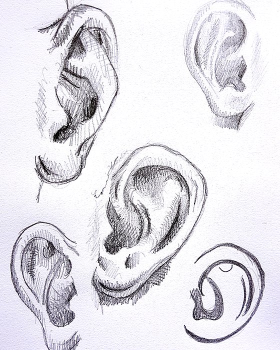 Unpopular opinon: ears are fun to draw. #drawing #sketch
