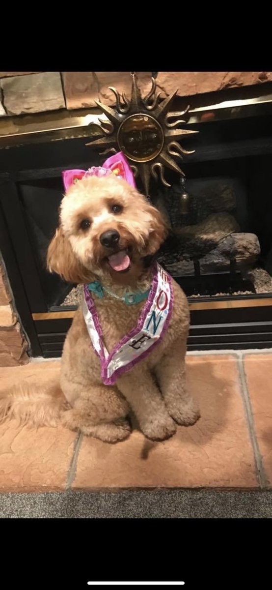 MoreRumMoreFun's tweet image. My dog is celebrating her 1st birthday like a girl who has had a fake ID for years but finally turned 21