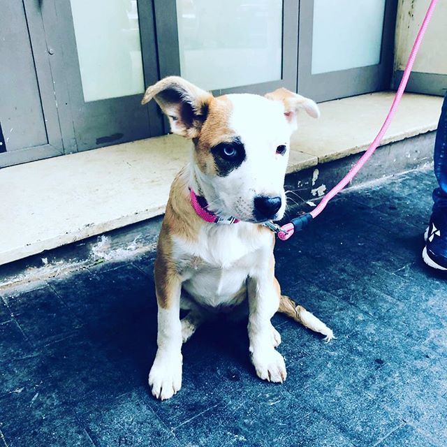 FuMoBespokenyc's tweet photo. #Frozen #ourdog #doggy #welcome #❤️ https://t.co/d4cELCLGNt https://t.co/gCsEmNaoTZ