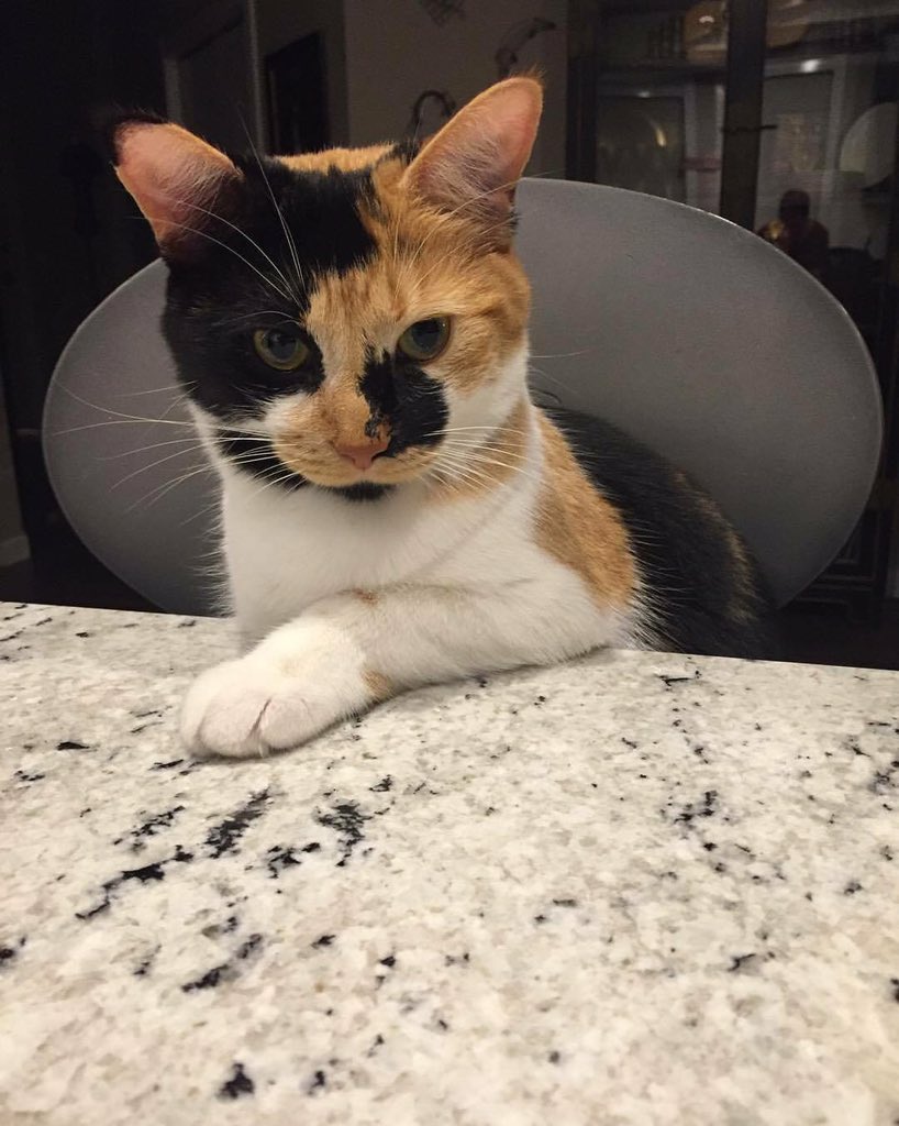 ldfahey's tweet photo. @FlaPanthers @NHL Spitfire’s ready for her contract signing... https://t.co/r1VvnHhSb7