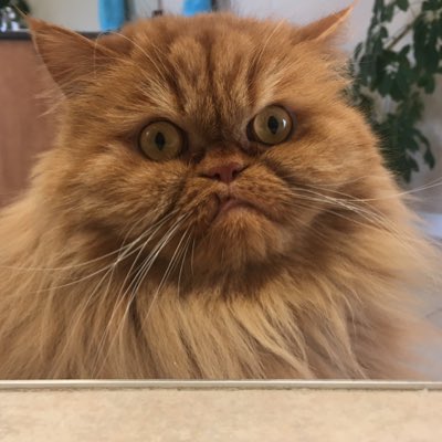 Spike33333's tweet photo. #NewProfilePic https://t.co/D3GbdhIxWy