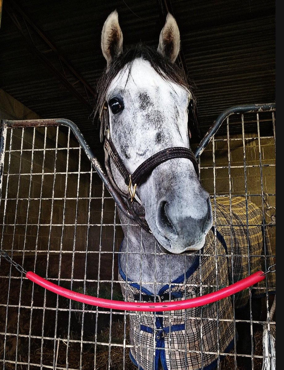 ChelcBailey's tweet photo. 1 more day!! This handsome boy runs tomorrow at @OaklawnRacing in the $150,000 Smarty Jones Stakes race #GrayAttempt #LetsGo https://t.co/37egQ6rDpb