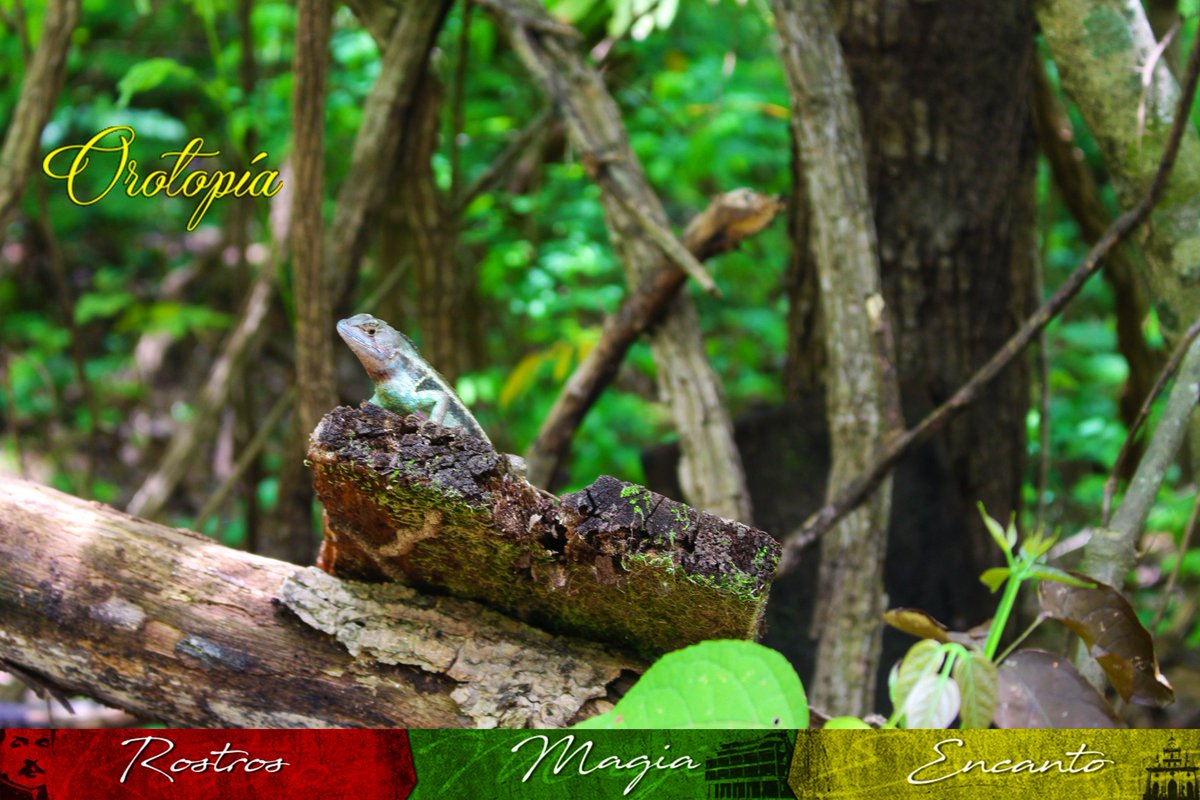 Orotopia_'s tweet photo. En el Bosque Petrificado de Puyango se encuentra su fauna muy diversa entre ella se observa una lagartija que nos regala una foto para #orotopía #paisajesculturales
#rostros #magia y #encanto #utmach #LasLajas @bosquepuyango https://t.co/z912hM1cXm