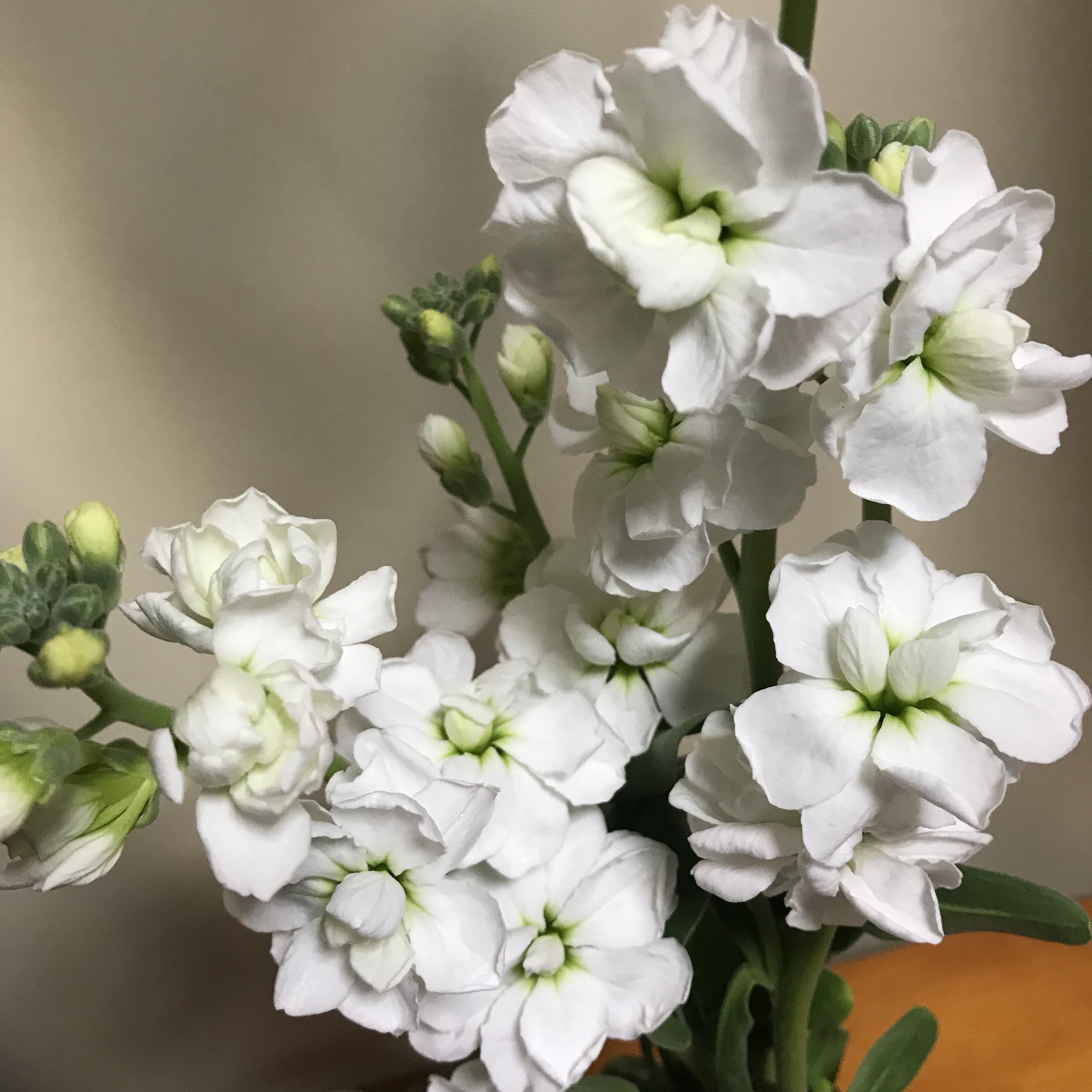 Hi63ki 今日のお花 ストック 花言葉は 思いやり ひそやかな愛 花 Flower Unefleur 꽃 切り花 ストック Stock Matthiolaincana 紫羅欄花 アラセイトウ 白 White 花言葉 花のある暮らし 花 のある Hi63ki 今日のお花 ストック 花言葉は 思いやり ひそやかな愛 花 Flower Unefleur 꽃 切り花 ストック Stock Matthiolaincana 紫羅欄花 アラセイトウ 白 White 花言葉 花のある暮らし 花 のある