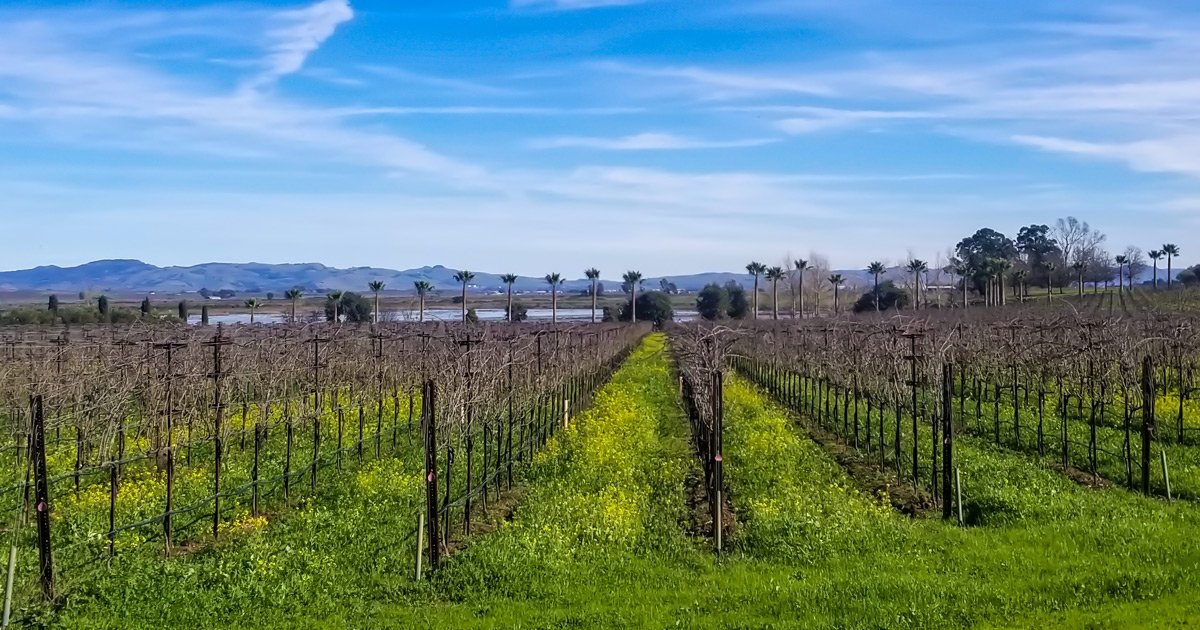Right now, the vines on our 33 acre estate here in the #Sonoma Valley are enjoying a much deserved vineyard nap. This dormancy helps the vines store important nutrients for the coming year. We'll keep you posted as the #vineyard changes over the coming months!