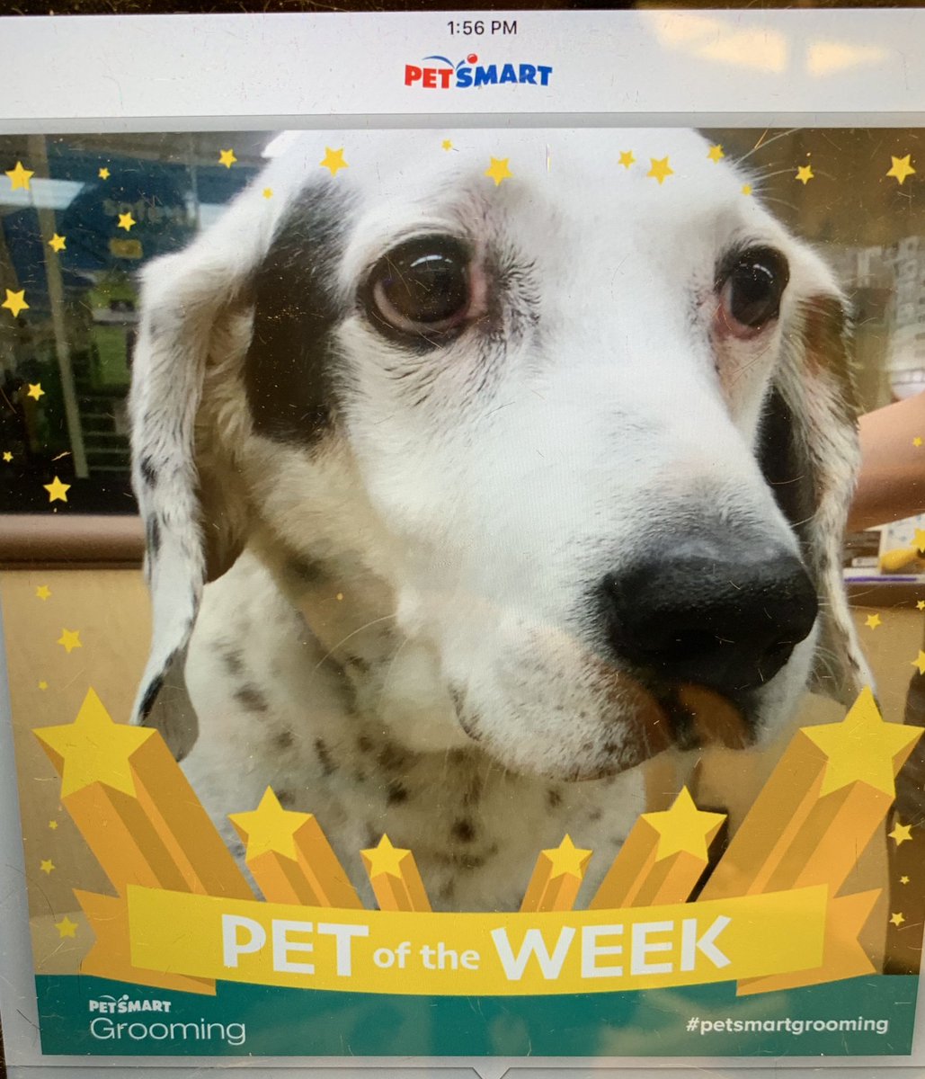 1796PetSmart's tweet photo. Fred is the Pet of the Week! #bassethound #day #petsmartgrooming #LifeAtPetsmart https://t.co/YArohy9tFc