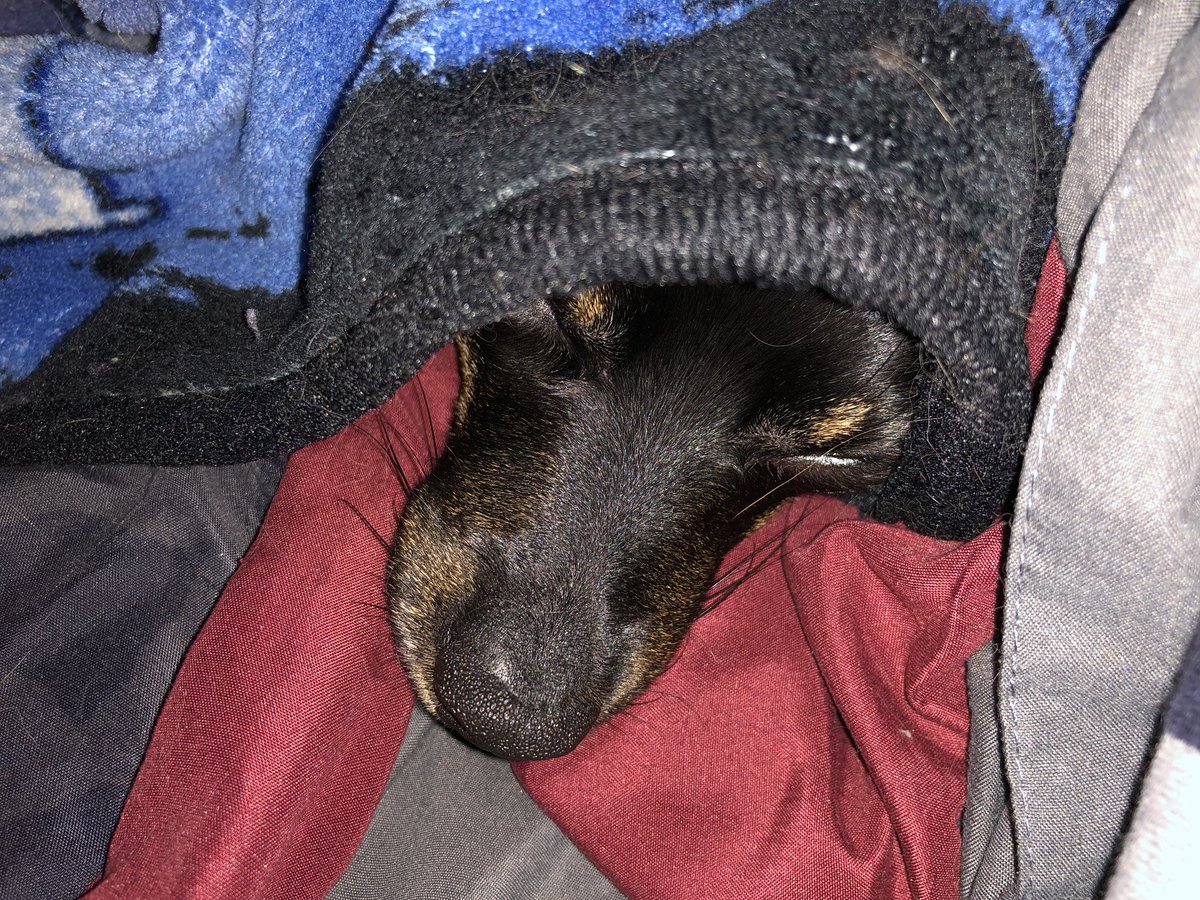 Fizzygrrl's tweet photo. Look at this tiny doggo with his ridiculously tiny snoot doin’ a sleeps. Captain Mal is making the best of nap time. #MatchmakerMatchmakerMakeMeAMatch https://t.co/wwQ35cemcd