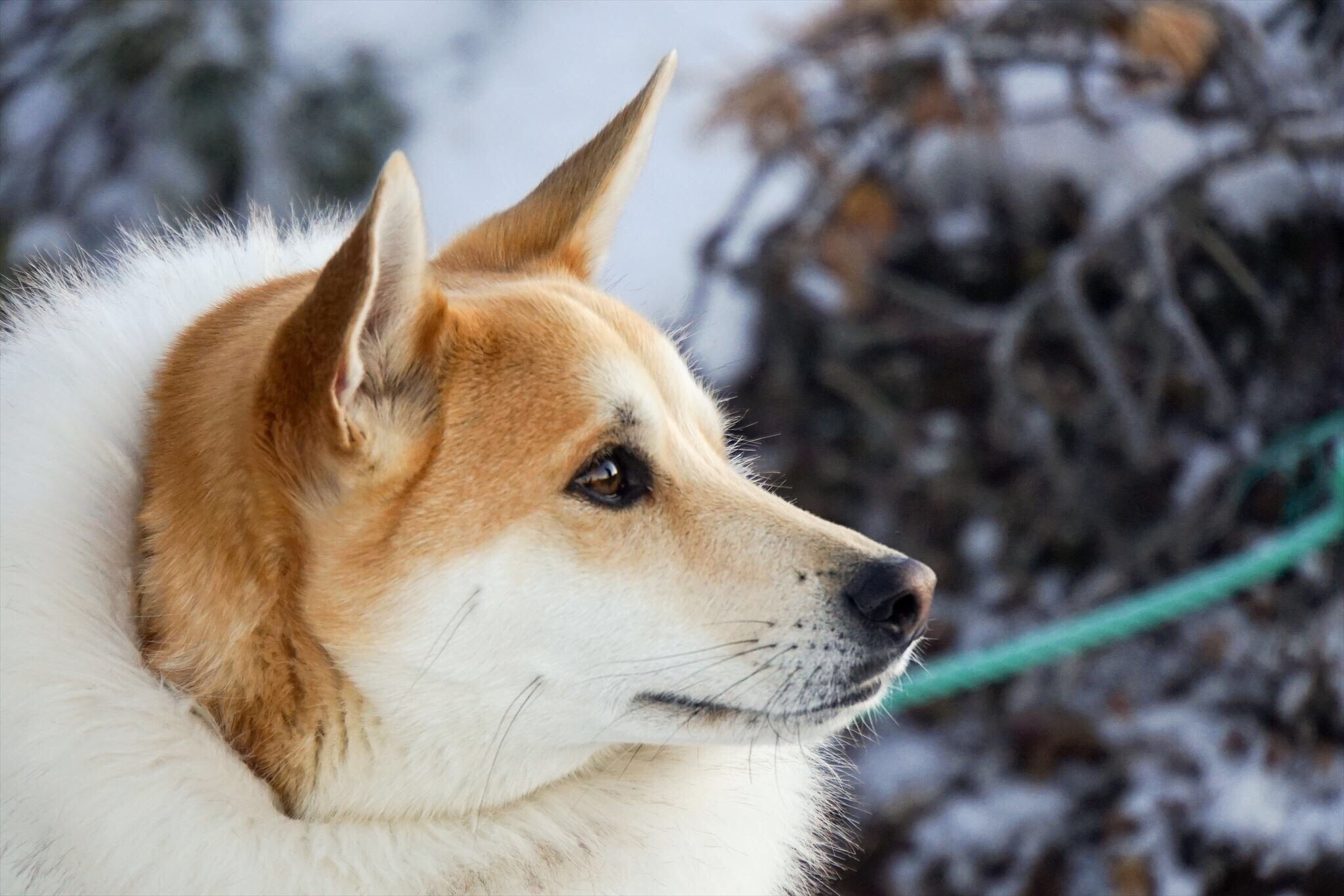 富永祐太 茶々丸 お友達撮影の茶々丸 厳冬期 八ヶ岳の西天狗岳 雪山 犬連れ登山 元保護犬 登山犬 サロモン 山フォトコン Uverworld好きな人と繋がりたい Rexspecs Rexspecsjapan Ruffwear ラフウェア T Co Ldovhs19j4 Twitter
