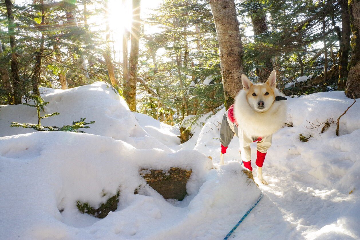 富永祐太 茶々丸 お友達撮影の茶々丸 厳冬期 八ヶ岳の西天狗岳 雪山 犬連れ登山 元保護犬 登山犬 サロモン 山フォトコン Uverworld好きな人と繋がりたい Rexspecs Rexspecsjapan Ruffwear ラフウェア T Co Ldovhs19j4 Twitter