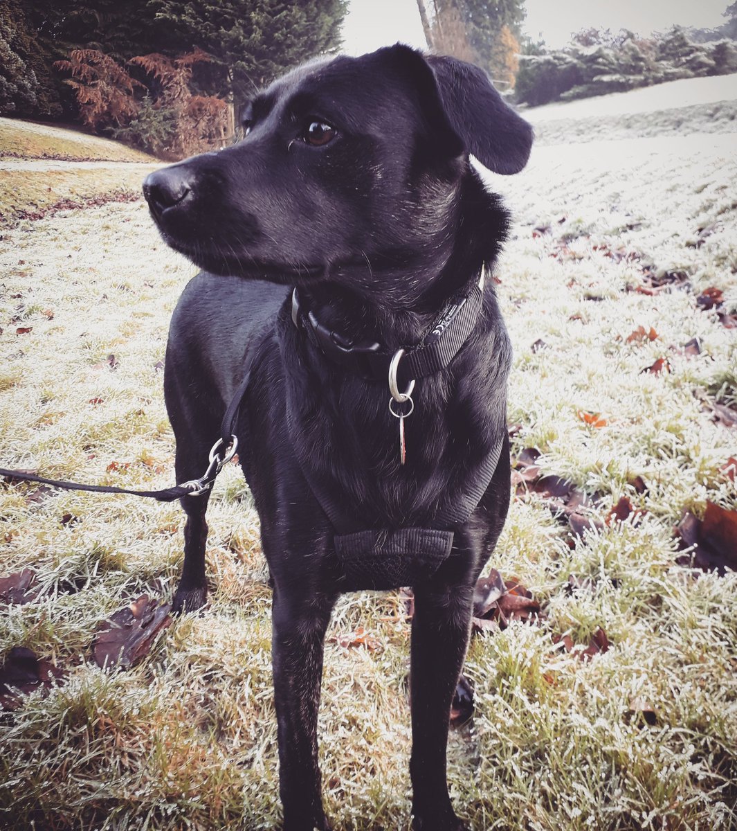 MullarkeyKelly's tweet photo. My wee pal 💕🐾 https://t.co/Ql56fs7UE5