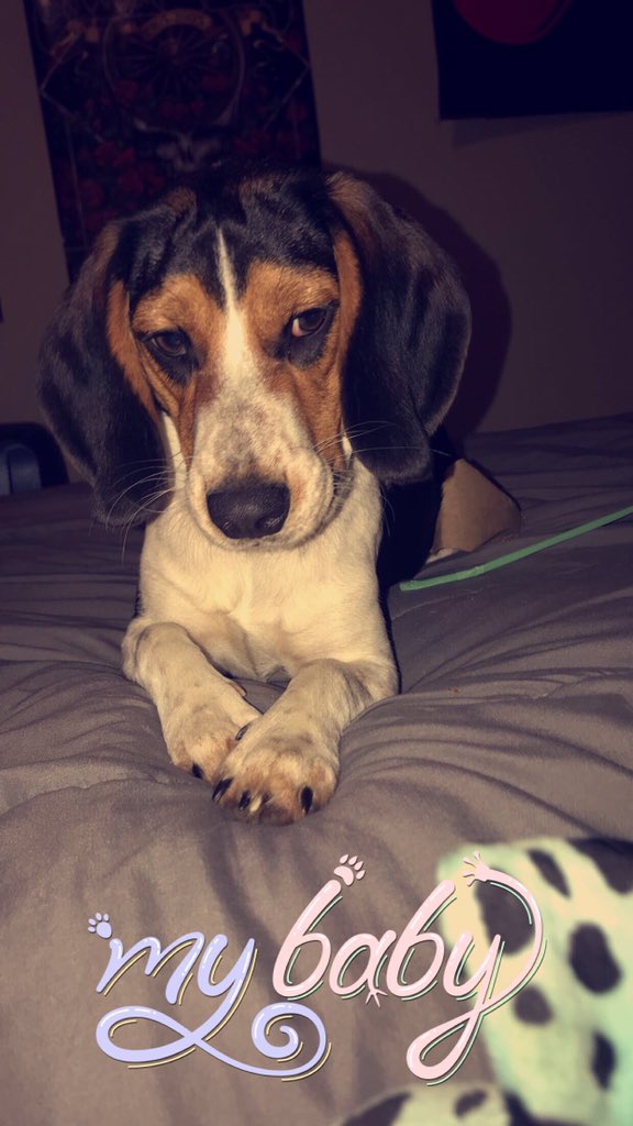 GabbyMerrell's tweet photo. @BlissPsy201 Weston (European Great Dane) and Lyla (beagle) ♥️ https://t.co/Q1hLP4ceTi