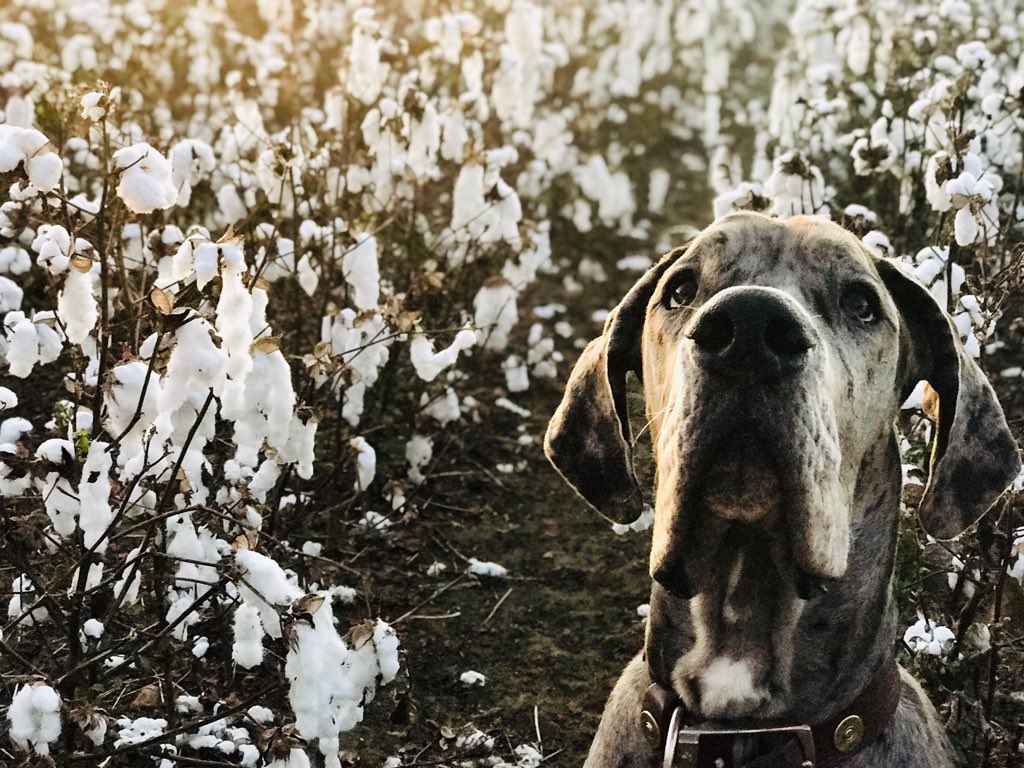 GabbyMerrell's tweet photo. @BlissPsy201 Weston (European Great Dane) and Lyla (beagle) ♥️ https://t.co/Q1hLP4ceTi