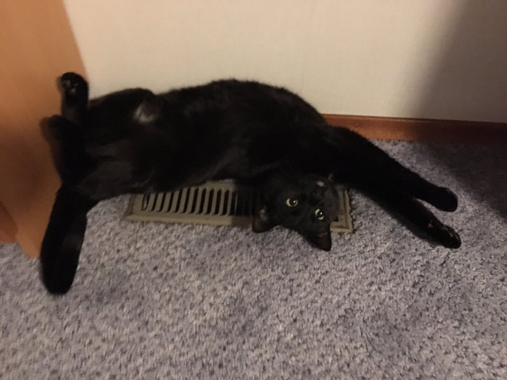 GarvieLok's tweet photo. @emmatsalageek This is Firefly, in her favourite warm place. https://t.co/onYtdBgj8T