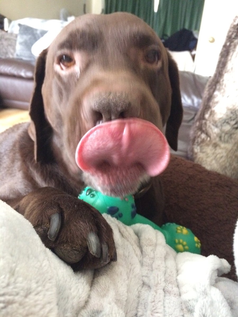 alfie_chocolab's tweet photo. Cuddles 💕                                #lab #labrador #chocolatelab #dogs #cute #cutedogs #dogoftheday #myworld https://t.co/iaL85G27Cc