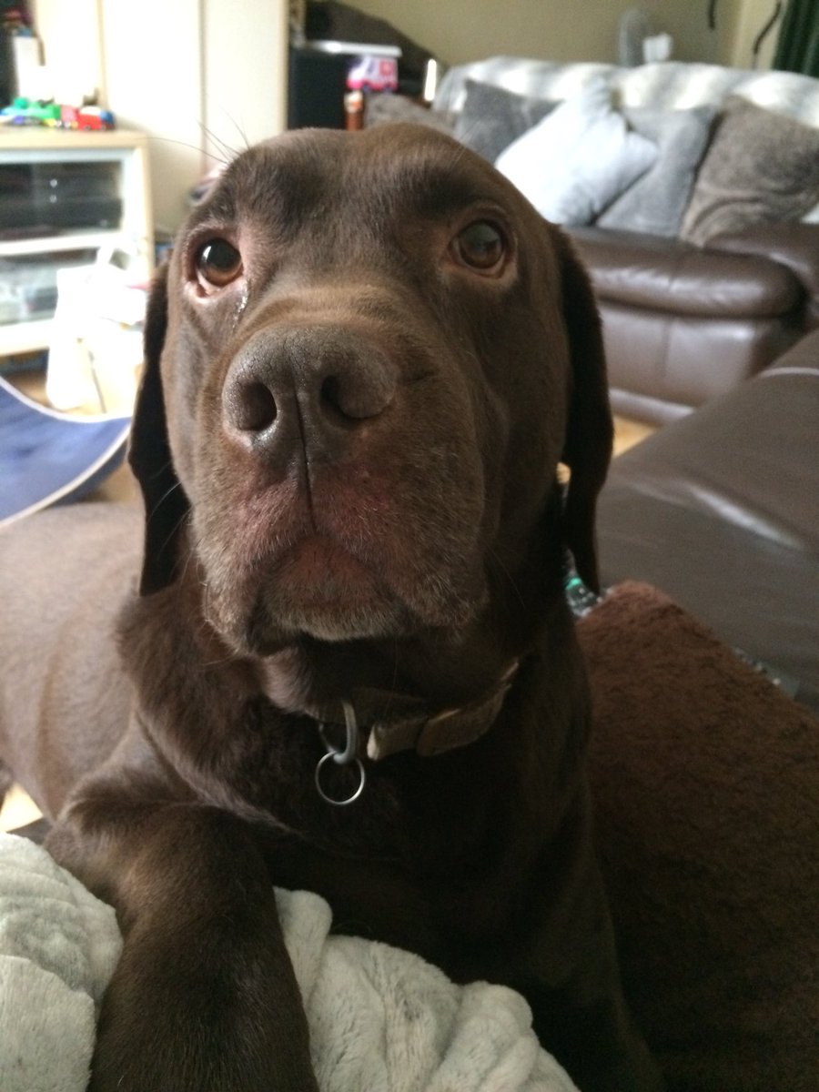 alfie_chocolab's tweet photo. Cuddles 💕                                #lab #labrador #chocolatelab #dogs #cute #cutedogs #dogoftheday #myworld https://t.co/iaL85G27Cc