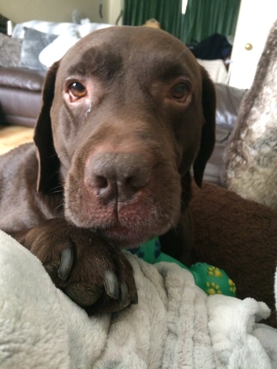 alfie_chocolab's tweet photo. Cuddles 💕                                #lab #labrador #chocolatelab #dogs #cute #cutedogs #dogoftheday #myworld https://t.co/iaL85G27Cc