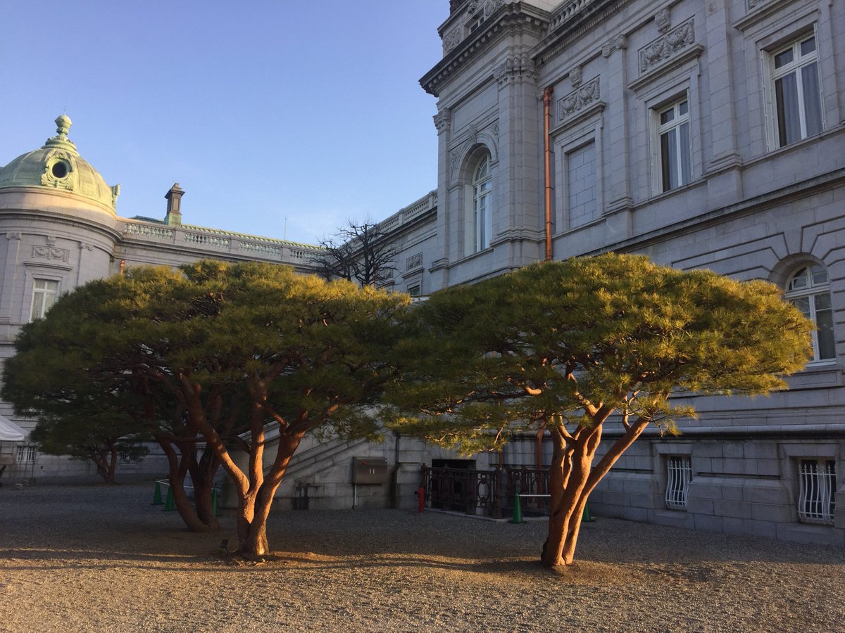 迎賓館赤坂離宮 Akasaka Palace Pa Twitter 多行松 カッコの中の漢字は タギョウショウ と読みます アカマツの園芸品種であるタギョウショウは 迎賓館 主庭に植えられています 根元から枝が分かれ ブロッコリー のような形が特徴的です