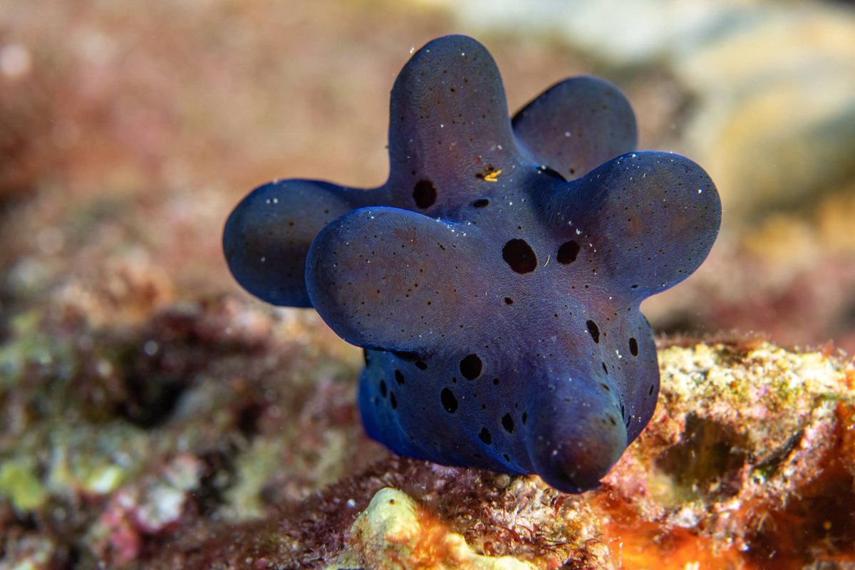 SimilanDiving's tweet photo. #MaldivesSpongeSnail at #KohBon #Thailand
๐ณ๏ธ aboard #SimilanExplorer in Jan.2019 (SE16)
๐ธ by Krzysztof Bargiel
#MaldivianSpongeSnail #CoriocellaHibyae #nudibranch #dive4life #SimilanDivingSafaris
#Similan #KhaoLak #AndamanSea
#diving #liveaboard #wildlife #marinelife #nature https://t.co/xNlXrJBNF9
