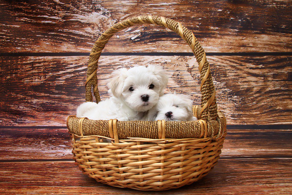 OmadaTravel's tweet photo. We are here for YOU which means we care about your furry family as well! We offer pet friendly hotel options 
#PetFriendly #hotels #travel #pet https://t.co/0UCF038UXW