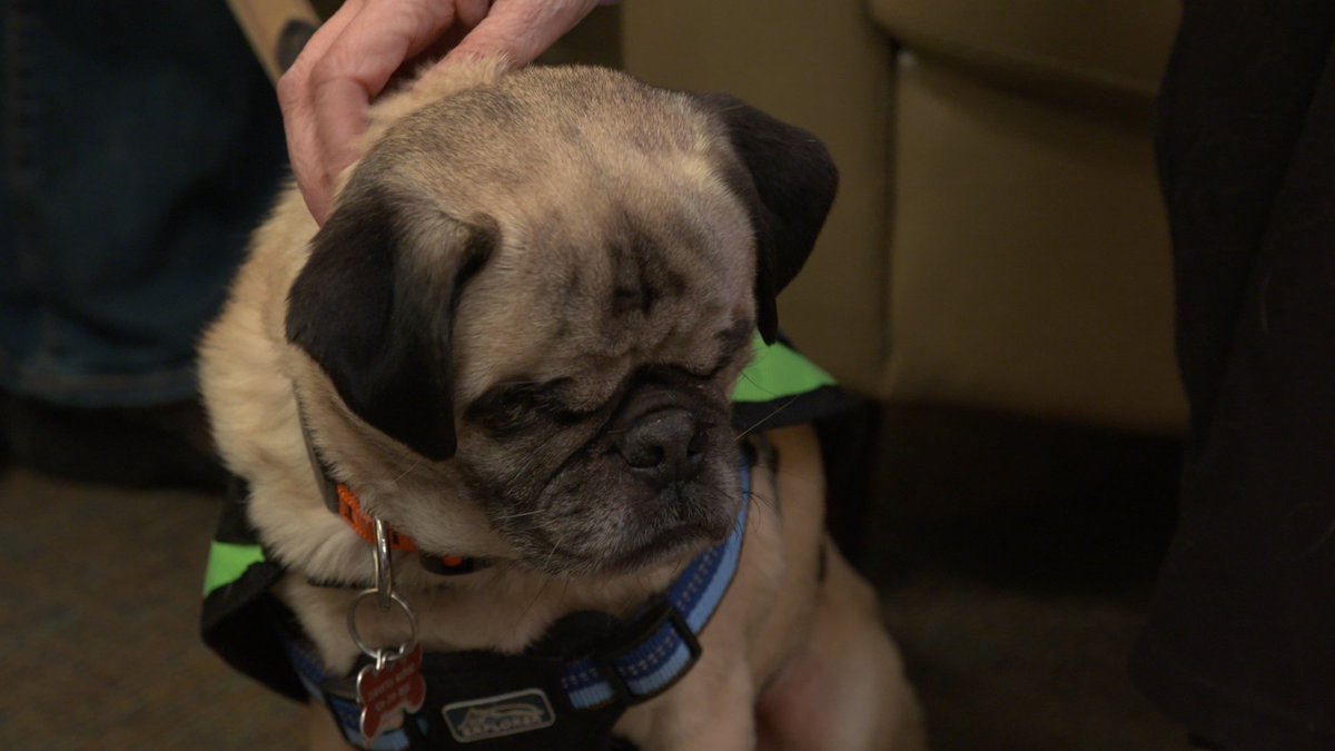 ChickenSoupSoul's tweet photo. Good news, you CAN teach an old dog new tricks! Meet Erika and the team from @gduteam who are doing just that on this weekend’s Chicken Soup for the Soul's Animal Tales on @TheCW’s @CWMagnificent. https://t.co/zxm8mxoVj3