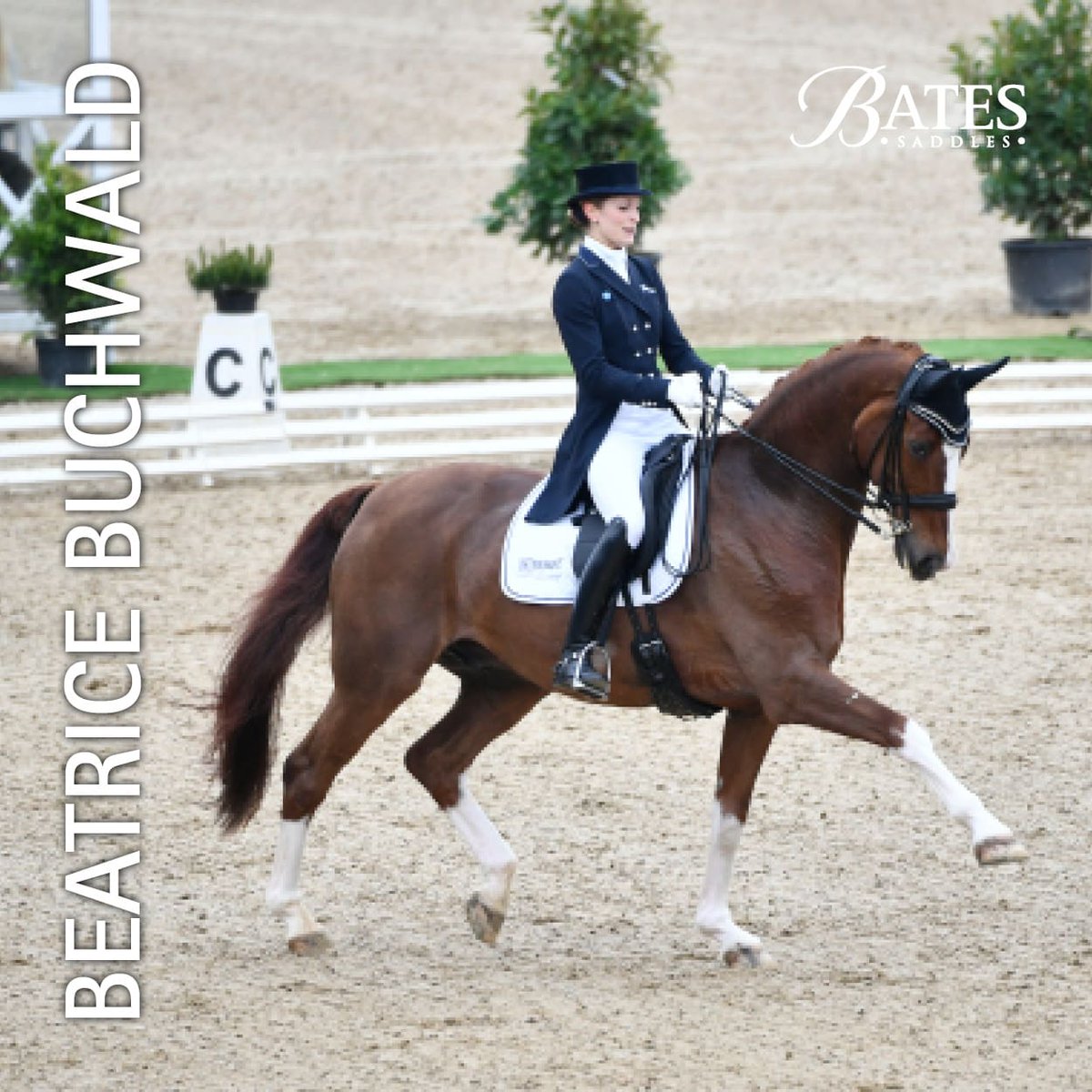 Bates Saddles advocate Beatrice Buchwald has received the ride on the Warendorf State stud's most popular breeding stallion Zoom. 

Read the full article on Eurodressage bit.ly/2R5Ge4N 

#batessaddle #batesadvocate #sponsoredrider #dressage