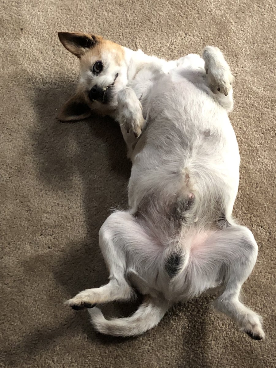 Korki My Dog Foley Is Not Coping With The Heat Today 11 00am It Is 39 Degrees Celsius 102 F It Hasn T It 43 Degrees Celsius 109f Yet Melbourneweather