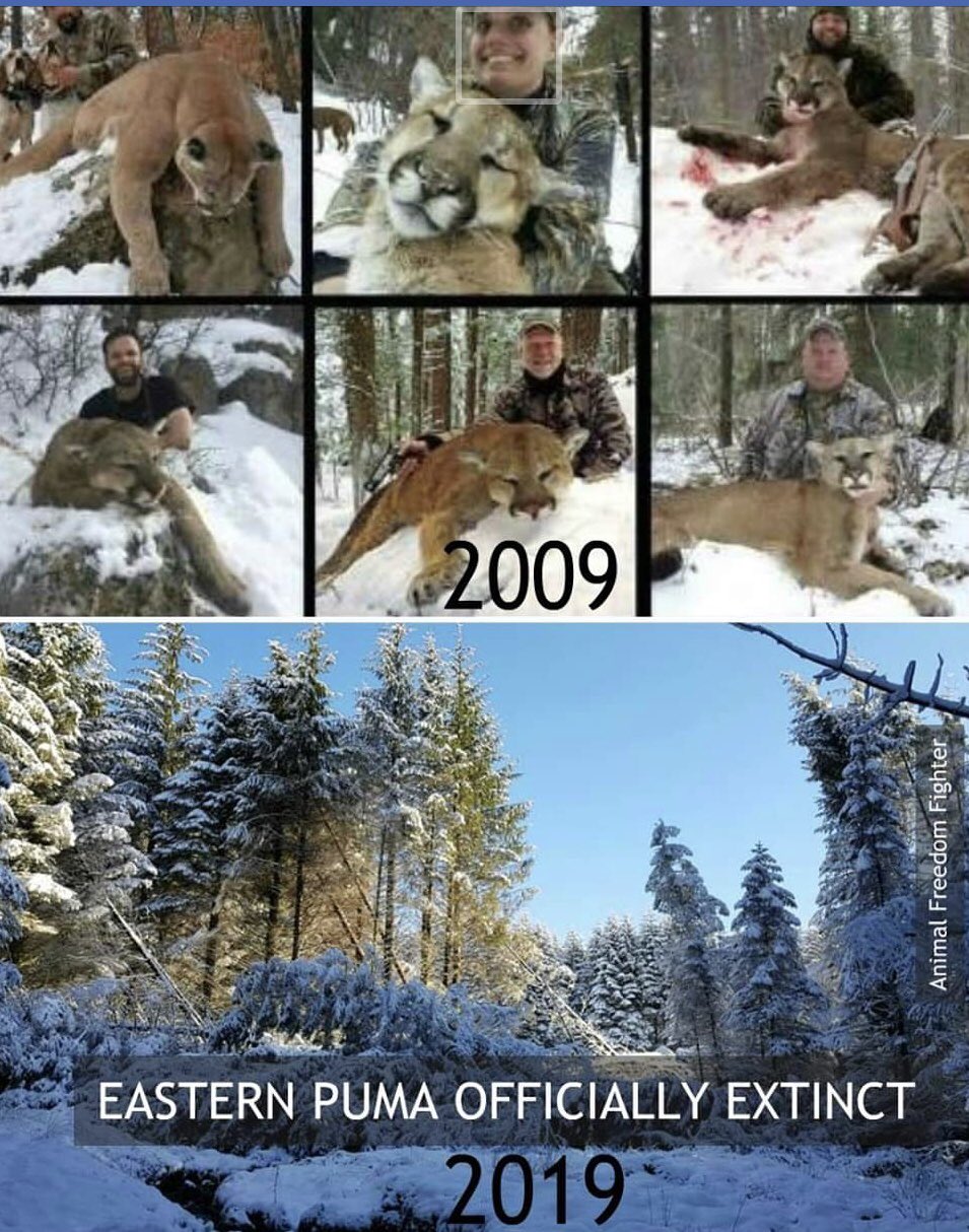 Angel on X R.I.P. Eastern Puma Officially Declared Extinct Once the most widely distributed mammal in the Americas the U.S. Fish and Wildlife Service confirmed the Eastern Puma is indeed extinct