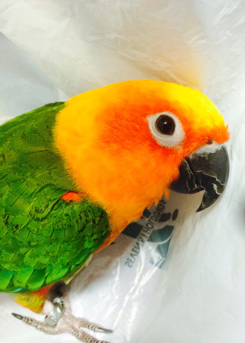 迷い鳥ナナイロメキシコインコ探してます 19 01 25 午後12時頃 実家で飼っていた ナナイロメキシコインコが逃げてしまいました 東京都 日野市 南平 です 私と母親にしか懐かない臆病な子なので とても心配しています どうか情報よろしくお願いし 迷い鳥ナナイロメキシコインコ探してます 19 01 25 午後12時頃 実家で飼っていた ナナイロメキシコインコが逃げてしまいました 東京都 日野市 南平 です 私と母親にしか懐かない臆病な子なので とても心配しています どうか情報よろしくお願いし