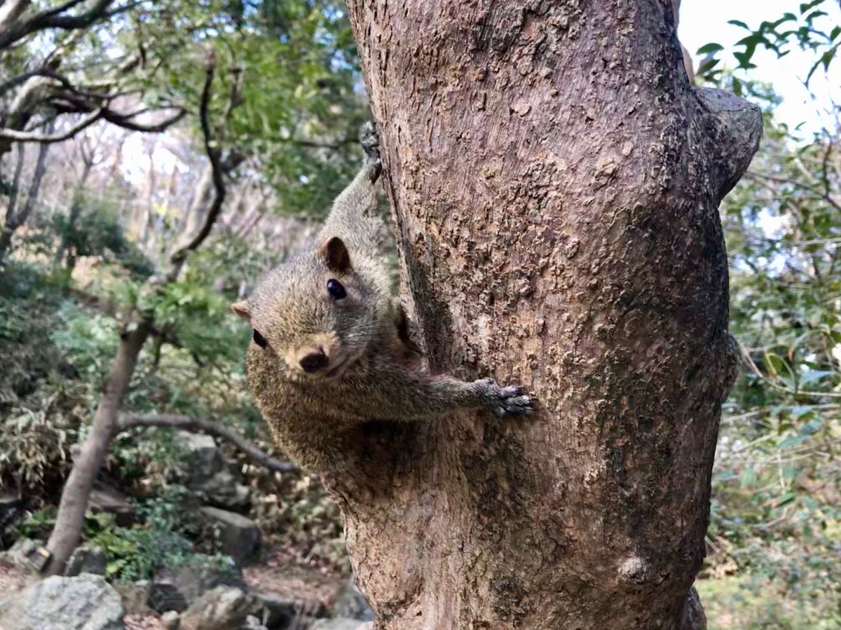 てんこちょ浜松 浜松市 A Twitter かわいい ではすまされない 特定外来生物 タイワンリス に果実を食べられる被害などが 市内でも発生しています かわいい と思っても絶対に餌をあげないでください タイワンリス シンポジウム を開催しますので興味