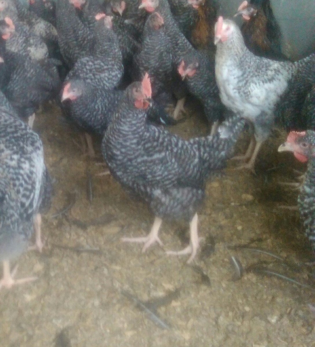 Three months old KARI cockerels available for sale at our Naivasha   station. Each bird goes for Ksh. 450. Call 0708620095/7 or mail   kalropoultry@gmail.com to place your order.