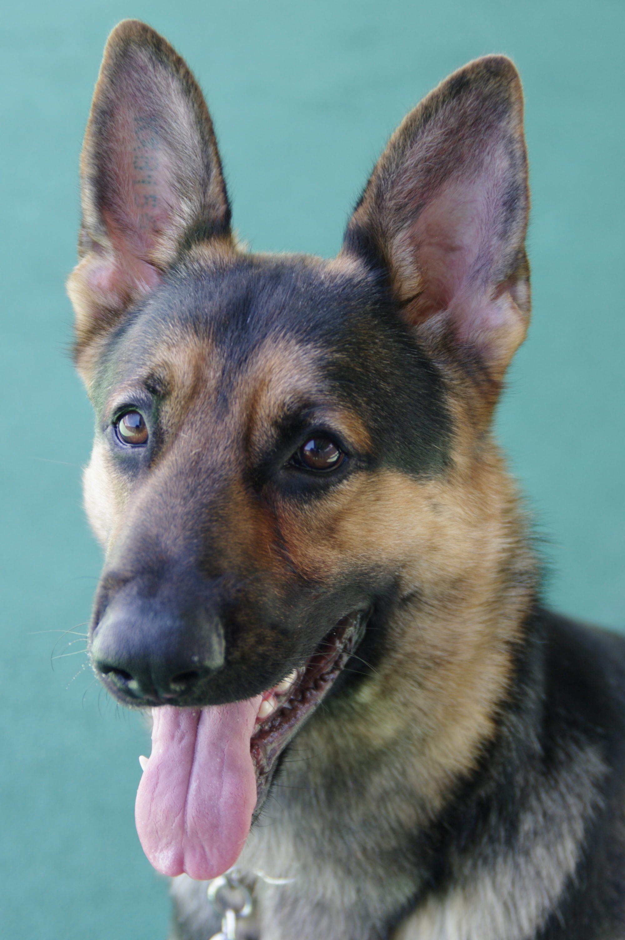 警視庁広報課 警視庁警察犬 ウルズス号 オス 5歳 ジャーマンシェパード 群馬県太田市生まれ お調子者で愛嬌があります 好きな食べ物は栄養たっぷりの砂肝 捜索することが得意だけど 階段の昇り降りは苦手なんです 今日も捜索のため出動するウルズス