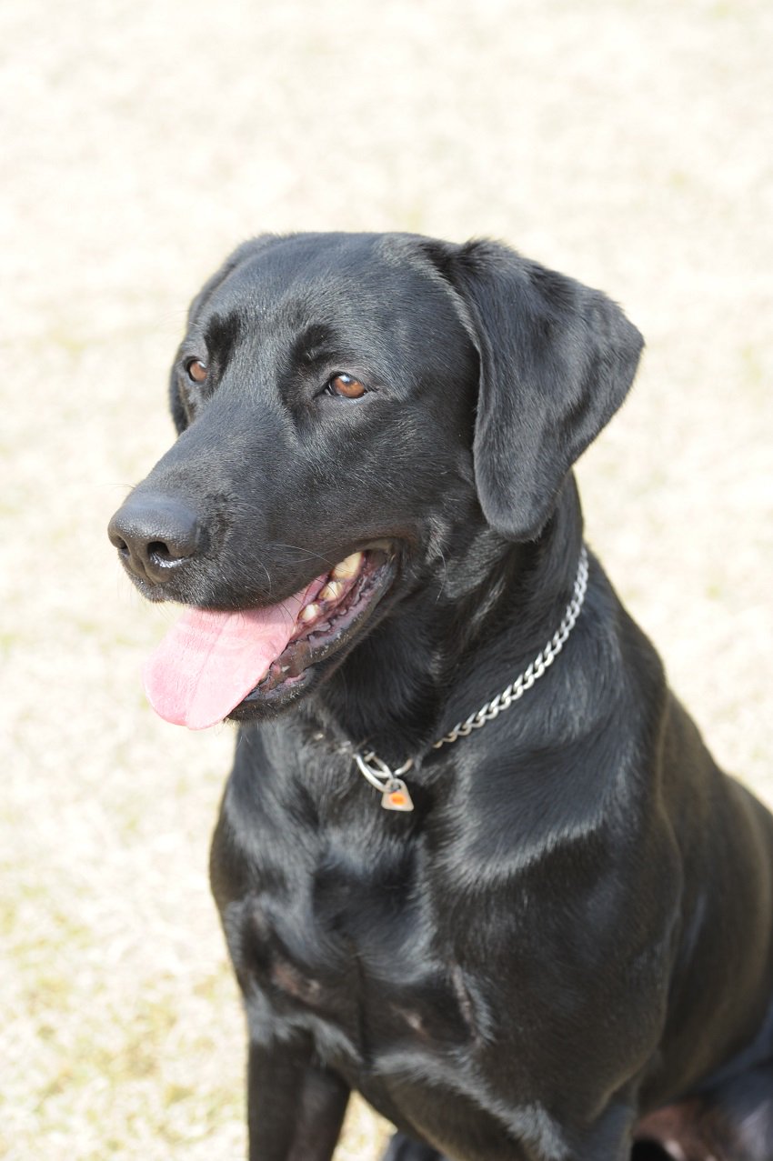 Twitter 上的 警視庁広報課 警視庁警察犬 スキッパー号 オス 3歳 ラブラドール レトリバー 群馬県伊勢崎市生まれのやんちゃ坊主で 仔犬のときからボールが大好き 物を探すことが得意だけど 大きな音は苦手なんです 一日でも早く現場に出て活躍するため 一生 Twitter 上的 警視庁広報課 警視庁警察犬 スキッパー号 オス 3歳 ラブラドール レトリバー 群馬県伊勢崎市生まれのやんちゃ坊主で 仔犬のときからボールが大好き 物を探すことが得意だけど 大きな音は苦手なんです 一日でも早く現場に出て活躍するため 一生