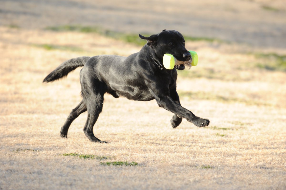 警視庁広報課 警視庁警察犬 ユンゴ号 オス 2歳 ジャーマンシェパード 群馬県太田市生まれのやんちゃ坊主で 大好きなヨーグルトを食べて元気いっぱい 大きな音が怖くて苦手でも 足跡の臭いから犯人を追うのが得意なんです 今日も鋭い嗅覚で 逃げる 警視庁広報課 警視庁警察犬 ユンゴ号 オス 2歳 ジャーマンシェパード 群馬県太田市生まれのやんちゃ坊主で 大好きなヨーグルトを食べて元気いっぱい 大きな音が怖くて苦手でも 足跡の臭いから犯人を追うのが得意なんです 今日も鋭い嗅覚で 逃げる