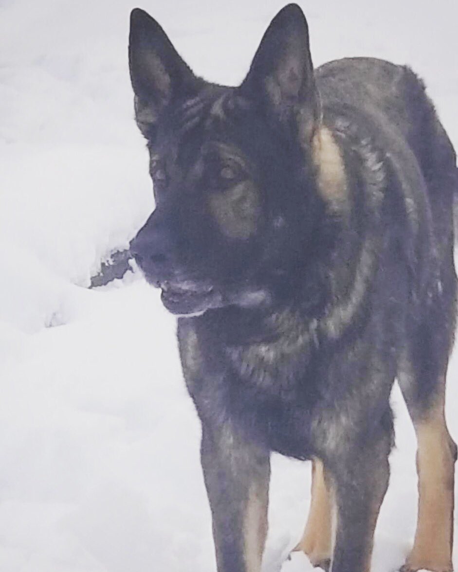 K9 Support NW tweet media