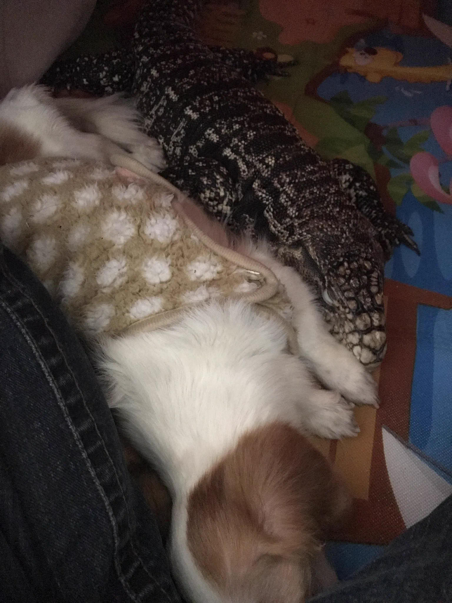 犬のように育てられたトカゲさんがかわいい！
